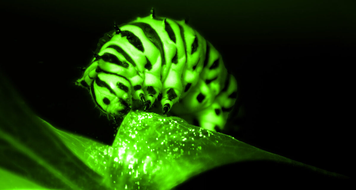 Now You Can See Plant Defences In Action - Vivent Biosignals