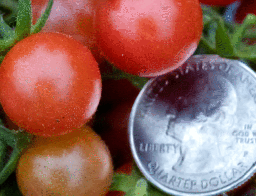 Have you ever seen a wild tomato?