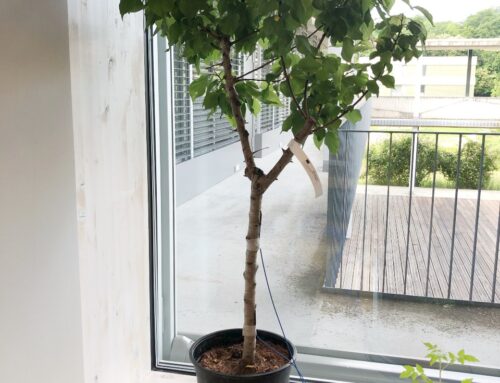 Ten reasons to study plant biology using PhytlSigns