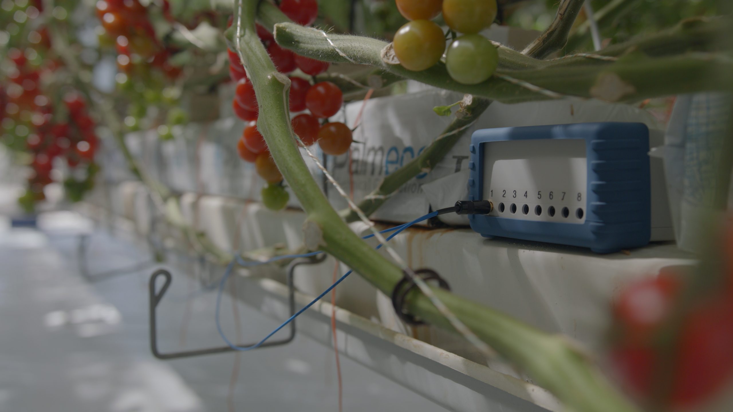Sustainable AI sensor set to help growers get early warnings