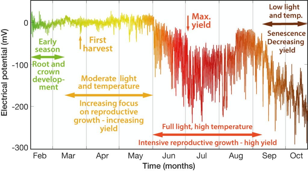 Tomato plant life cycle stages