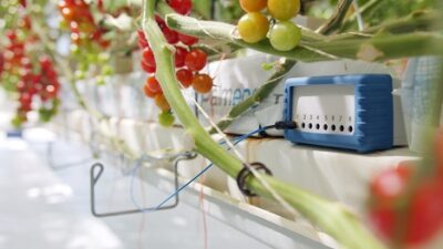 Les signaux éléctriques des plantes