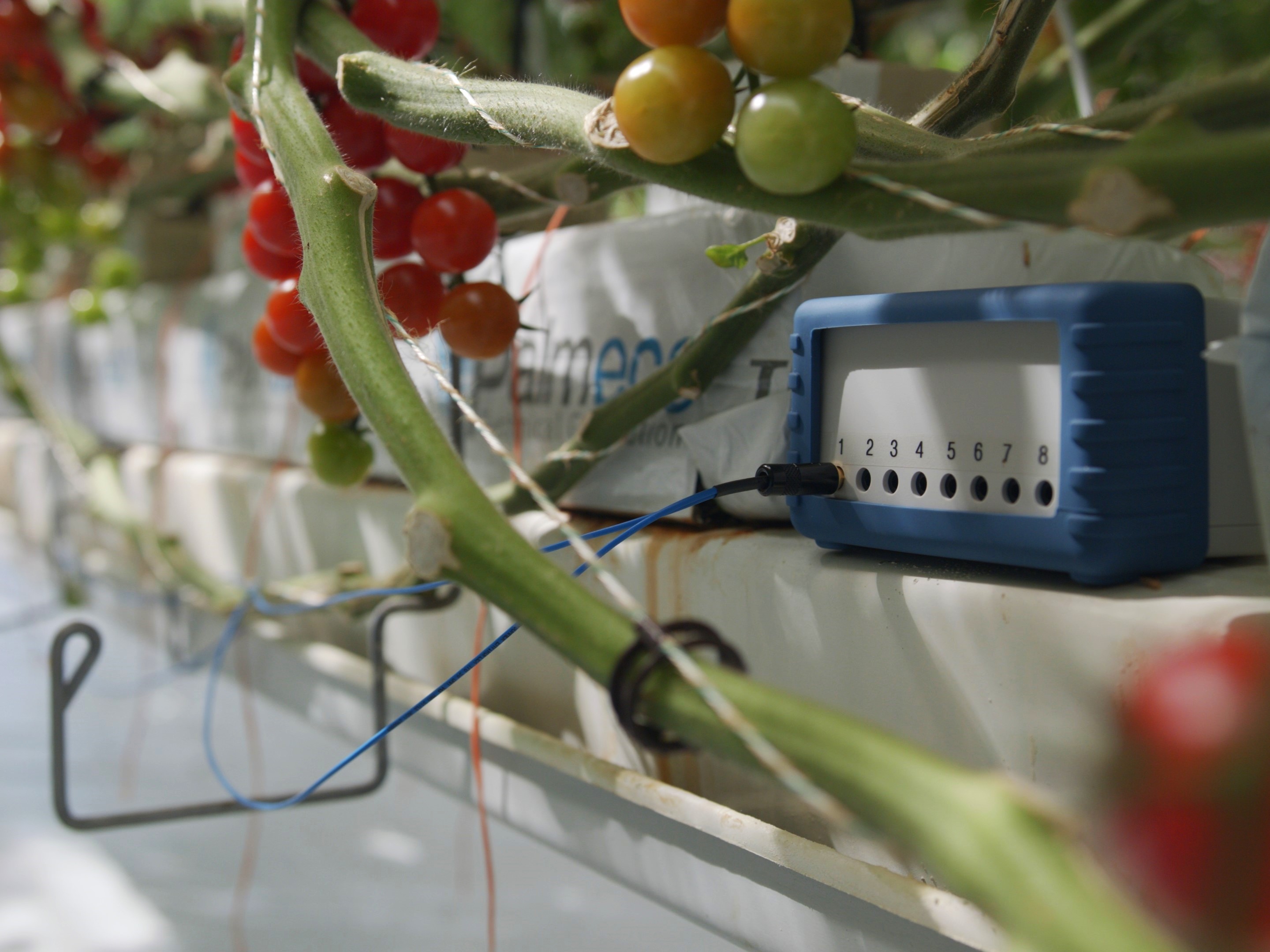 Vivent_Biosensor in a tomato glasshouse Vivent_Biosensor in a tomato glasshouse