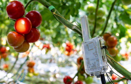 plant driven irrigation