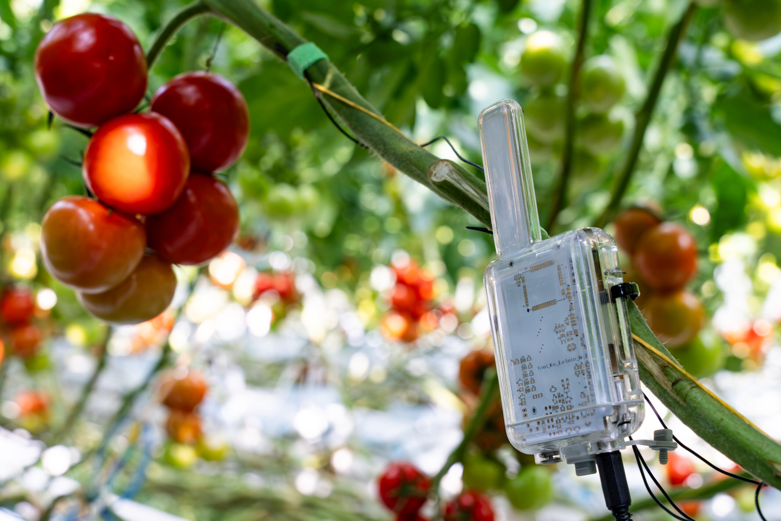 plant driven irrigation