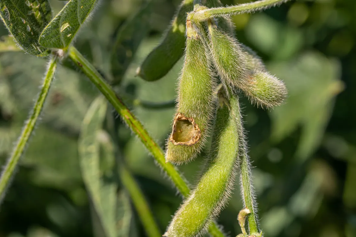 getty If farmers had an early warning about what was attacking their crops it could lead to better targeted pesticides