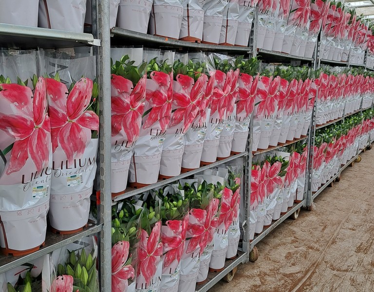 lillies potted lillies