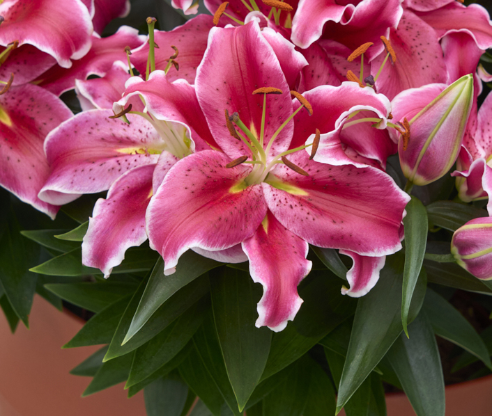 Oriental-Van-Schie