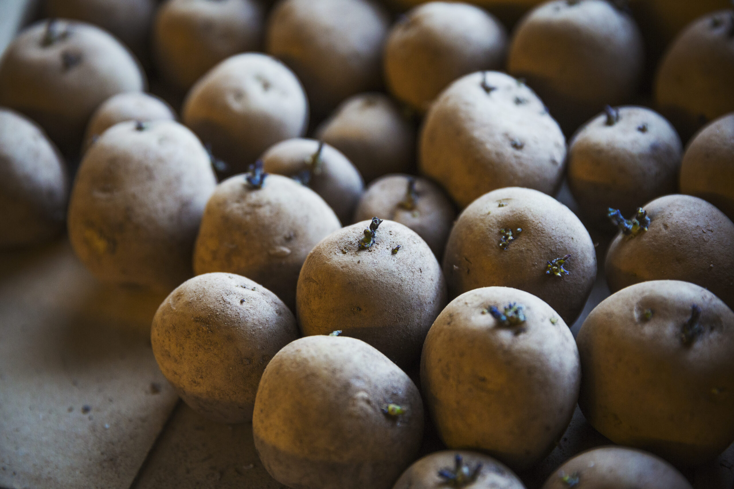 Close up of sprouting potatoes.,Sailmaking,UK